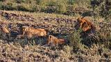 TANZANIA - Serengeti National Park - Leoni Lions - 27